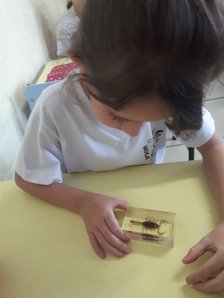 Foto ESCALA orienta crianças da Educação Infantil sobre escorpiões Foto ESCALA orienta crianças da Educação Infantil sobre escorpiões - Imagem 4