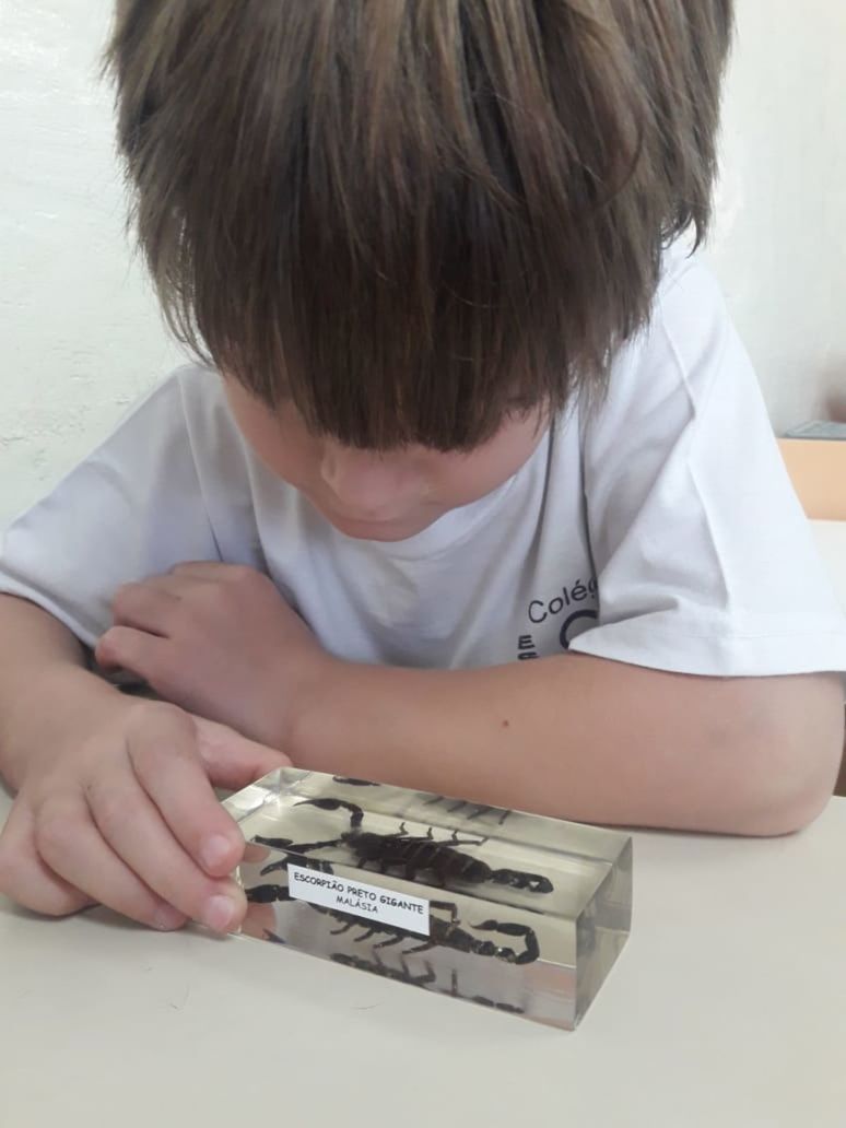 Foto ESCALA orienta crianças da Educação Infantil sobre escorpiões Foto ESCALA orienta crianças da Educação Infantil sobre escorpiões - Imagem 5